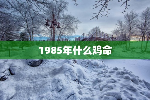 1985年什么鸡命