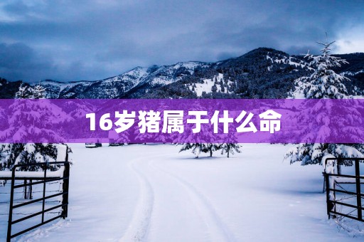 16岁猪属于什么命