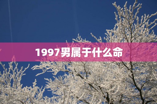 1997男属于什么命