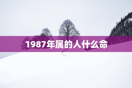 1987年属的人什么命
