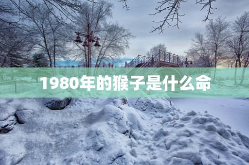 1980年的猴子是什么命