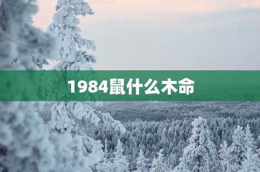 1984鼠什么木命