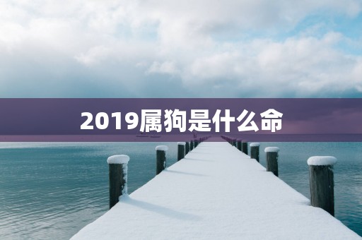2019属狗是什么命
