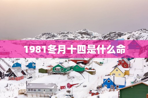 1981冬月十四是什么命