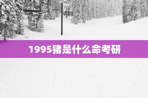 1995猪是什么命考研