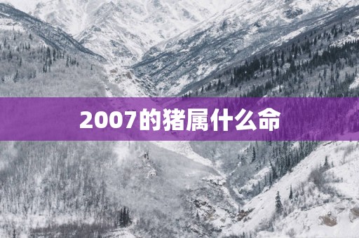 2007的猪属什么命