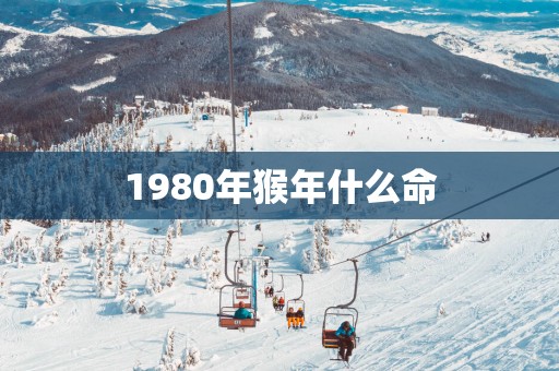 1980年猴年什么命