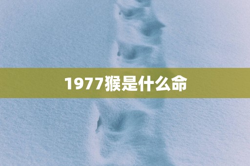 1977猴是什么命