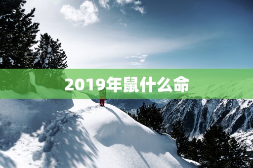 2019年鼠什么命