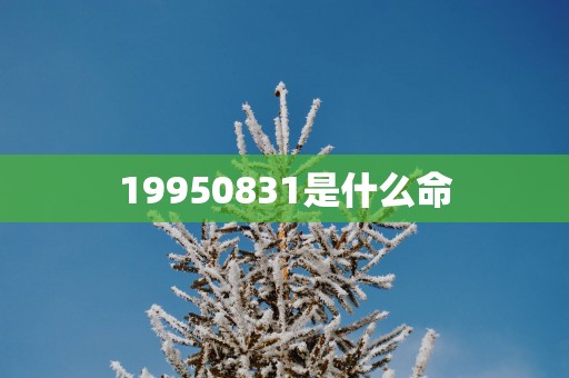 19950831是什么命