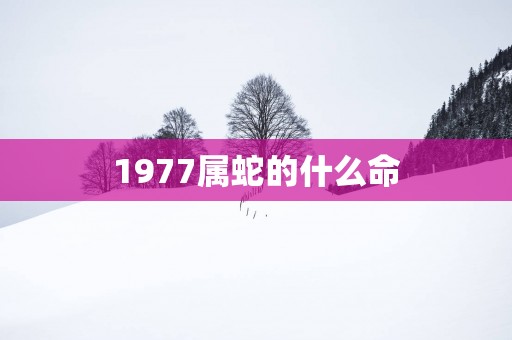 1977属蛇的什么命