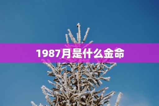 1987月是什么金命