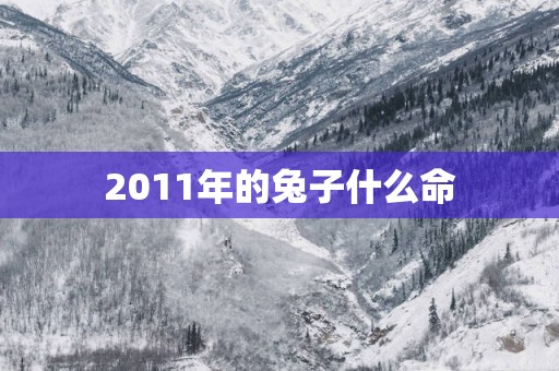 2011年的兔子什么命