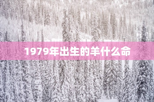 1979年出生的羊什么命
