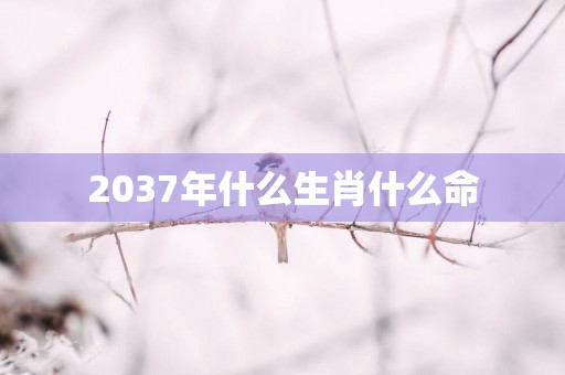 2037年什么生肖什么命