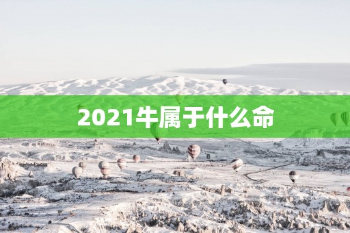 2025牛属于什么命