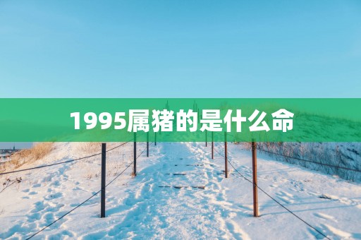 1995属猪的是什么命