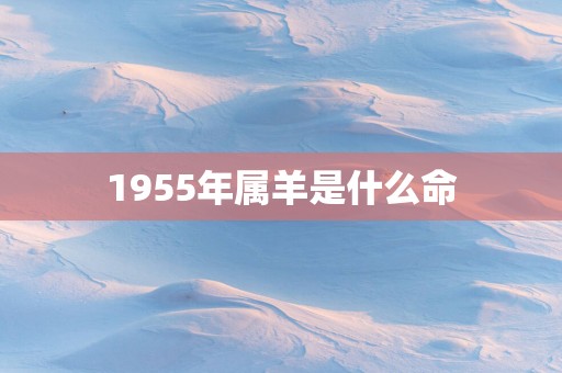 1955年属羊是什么命