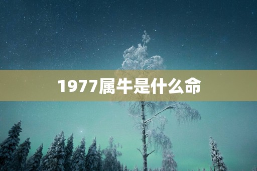 1977属牛是什么命