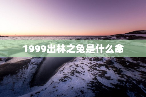1999出林之兔是什么命