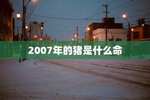 2007年的猪是什么命