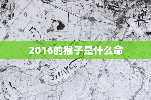 2016的猴子是什么命