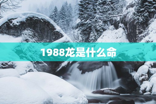 1988龙是什么命
