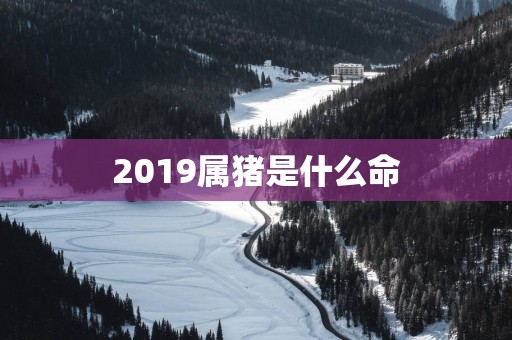 2019属猪是什么命