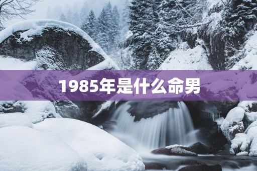 1985年是什么命男