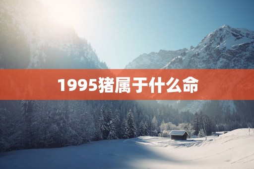 1995猪属于什么命