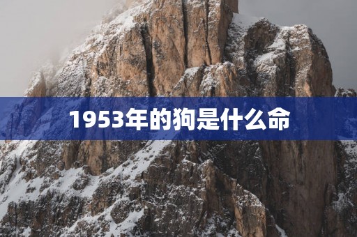 1953年的狗是什么命