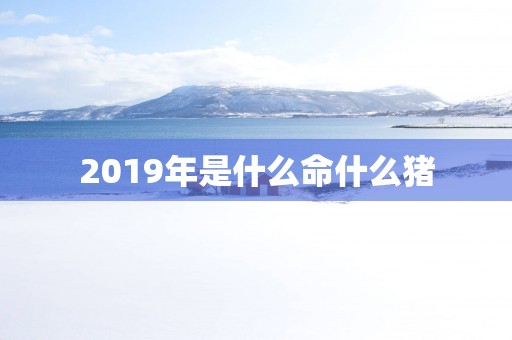 2019年是什么命什么猪
