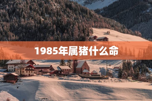 1985年属猪什么命