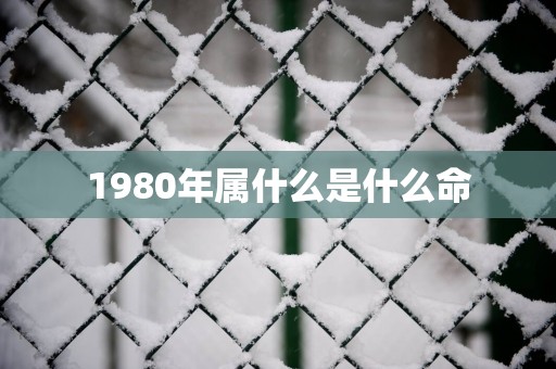 1980年属什么是什么命