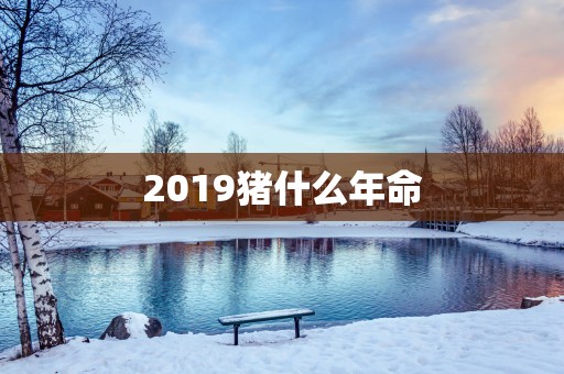2019猪什么年命