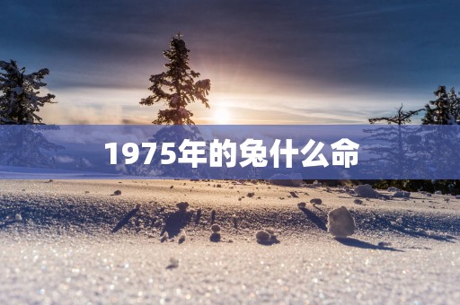 1975年的兔什么命