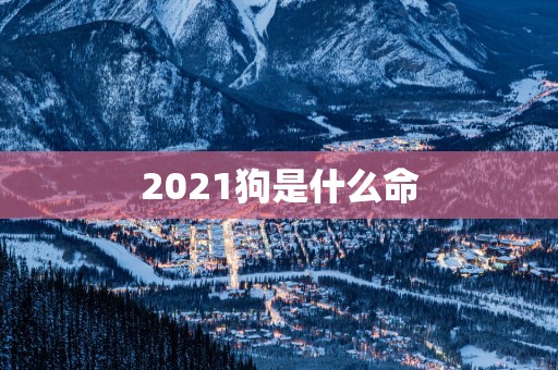 2025狗是什么命