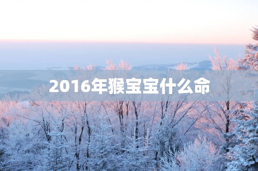 2016年猴宝宝什么命