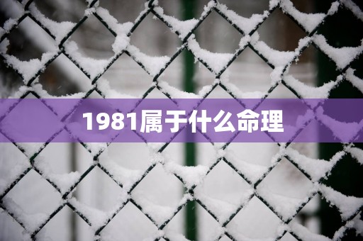 1981属于什么命理