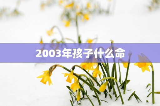 2003年孩子什么命