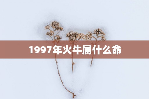 1997年火牛属什么命