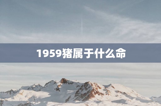 1959猪属于什么命