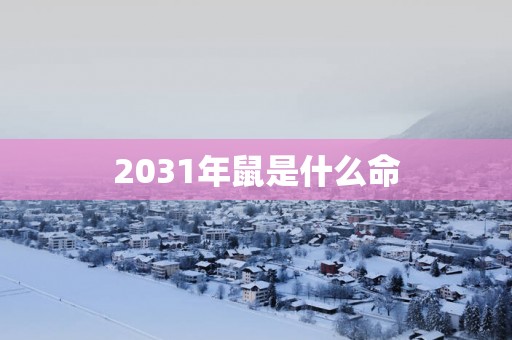 2031年鼠是什么命