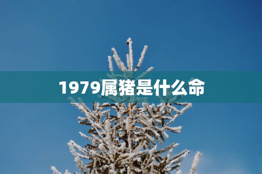 1979属猪是什么命
