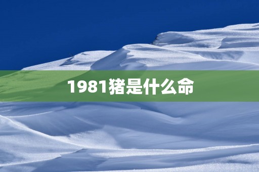1981猪是什么命