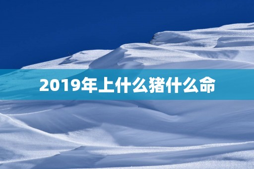 2019年上什么猪什么命