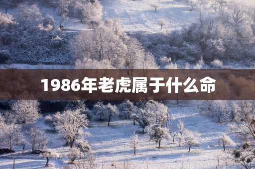 1986年老虎属于什么命
