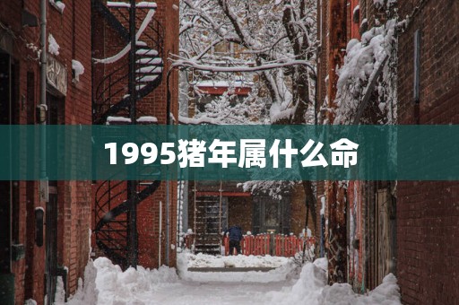 1995猪年属什么命