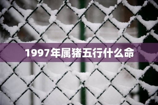 1997年属猪五行什么命