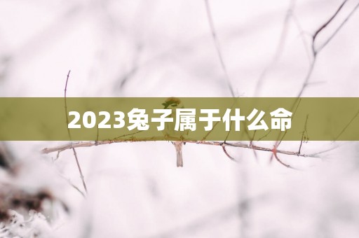 2025兔子属于什么命